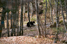 foto 1 - Il link verr aperto in una nuova finestra