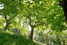 foto 1 - Il link verr aperto in una nuova finestra