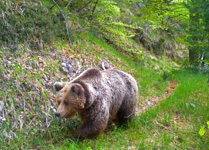 foto 1 - Il link verr aperto in una nuova finestra