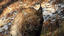 lince - Il link verr aperto in una nuova finestra