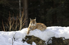 lince - Il link verr aperto in una nuova finestra