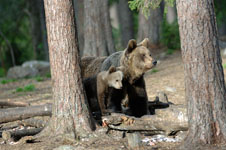 orso - Il link verr aperto in una nuova finestra
