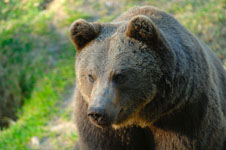 orso - Il link verr aperto in una nuova finestra