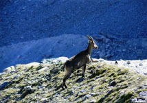 foto 1 - Il link verr aperto in una nuova finestra