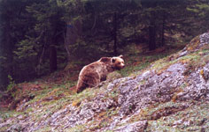 foto 1 - Il link verr aperto in una nuova finestra