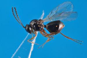 DROSOPHILA SUZUKII