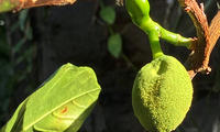 Jackfruit nella serra tropicale del MUSE