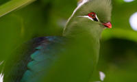 Biodiversità avicola nella serra tropicale montana del MUSE