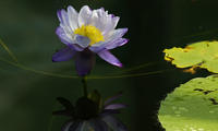 Fiore di loto nella serra tropicale montana del MUSE
